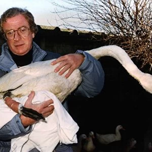 Actor Michael Caine holds an injured Swan in his arms at Dot Beesons swan sanctuary in