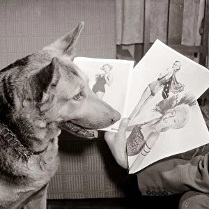 Alsatian dog Rita looking at photos and pictures of women as she judges a beauty