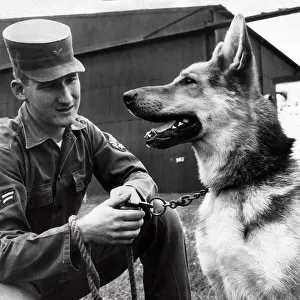 Alsatian Dog serving in the U. S. Army base in Alconbury