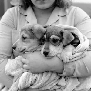 Animals: Cute: Puppies / Dogs. Woman and Pups. December 1976 76-07541-007