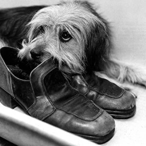 Animals Dogs October 1976 Bootsie was found alone at the charing cross station in