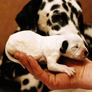 Animals Dogs a patched puppy Dalmatian 2 days old the dog would normaly be put down
