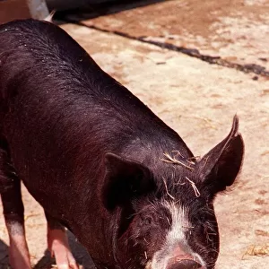 Animals Farm Pigs Berkshire Pig at Aldenham Country Park DBase