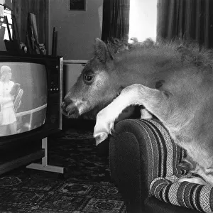 Animals Horses Ponies Foals. Clyde the 3 month old foal sits on a sofa watching TV