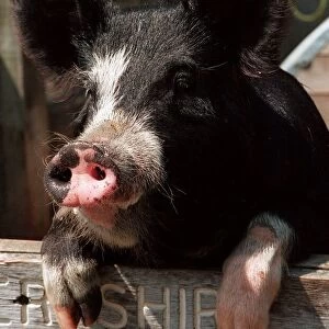 Animals Pigs Berkshire Pig at Aldenham Country Park DBase