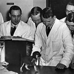Animals Vets: Trainee Vets seen here at the Royal veterinary Collage, examine a Puppy
