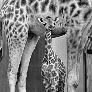 A baby giraffe sheltering underneath its mother