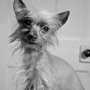 Bambi, a Chinese Crested Bitch belongs to Mr Harry Clare who bought this dog in Petticoat