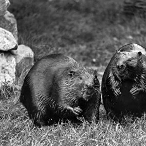 Beavers Chasher and Chawer seen here at London Zoo. May 1987 P007484