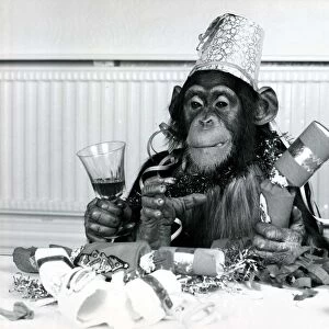 Bengie the chimpanzee at Twycross Zoo, Leicestershire enjoying a Christmas party