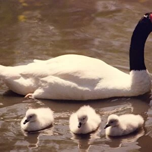 A black necked swan with its new chicks at Washington Wildfowl Park