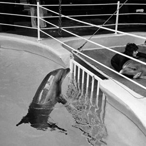 As Bonnie the dolphin is held down for the vet by her trainer, John Dineley