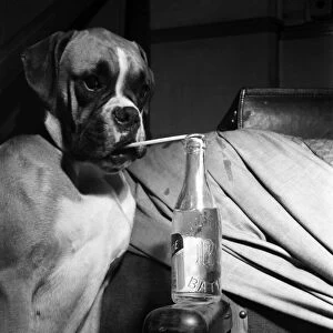 Boxer Dog, Bath Show. Seen here Drinking Lemonade. January 1953 D312