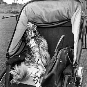 Bran the English Setter travels in style in this 1900 invalid chair