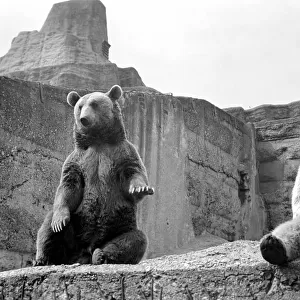 Brown bear and cub at London Zoo. 1965 C87-007