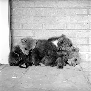 Brown bears cubs at Whipsnade Zoo. 1965 C46-002