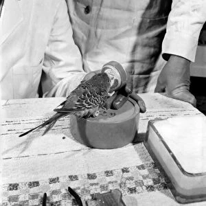 Budgerigar gets beauty treatment at a Slough pet store. March 1958 A684-007