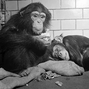 "Buttons"and "Gwendoline"- Chimps at Bristol Zoo