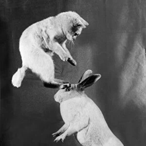 Cat and Rabbit jumping C1152 / 26
