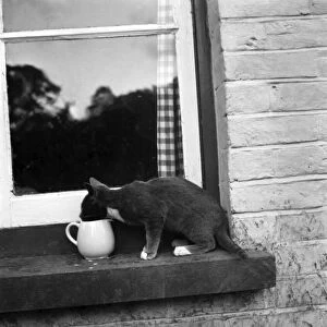 Cats at the home of Jonquil Antony. September 1953 D6216-002