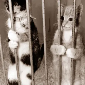 Two cats plead for justice - holding onto bars like a prison cell looking to the outside