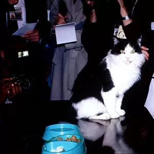 Celebrity cat Humphrey the cat returns home to No. 10 Downing Street. September 1995