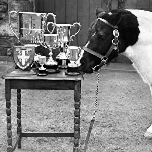 Champion pit pony Pride seems to be taking a special pride in looking over these trophies
