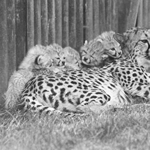 The cheetah cubs with their mother at Whipsnade Zoo