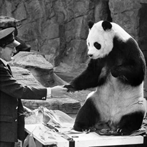 Chi-Chi the panda seen here shaking hand of her keeper on her return from Moscow