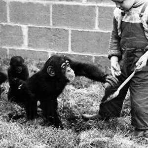 Children playing with monkeys at Chester Zoo, 16th May 1960