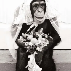 Chimpanzee dressed up in bridal wear with a veil and a bouquet of flowers