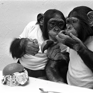 Two Chimpanzees celebrating Easter with chocolate eggs at Twycross Zoo. 25th March 1981