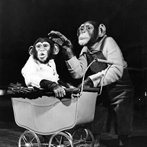 Chimpanzees performing at Bertram Mills Circus. April 1952