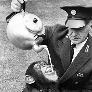 One of the Chimps enjoying the tea party at London Zoo