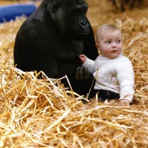 Clary Aspinall inside the gorilla enclosure at Howletts Zoo Part in Kent which is owned