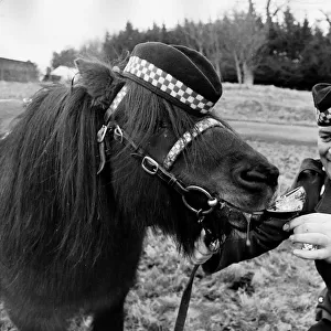 Corporal Tom Begley of the Argylls gives a drink of stout to the regimental mascot