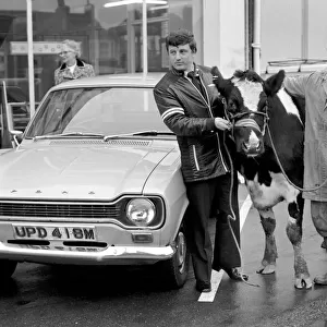 Cow for car. Searles of Worthing, car dealers, take anything in part exchange for a car