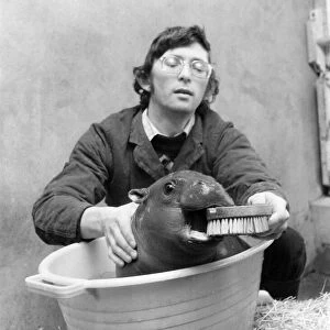 The Crunch: Hercules the pygmy hippo in playful mood at bath time. February 1979 P004993