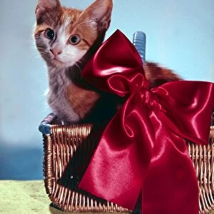 Cute kitten sitting in basket with a big red bow christmas setting x-mas