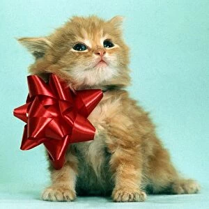 A cute kitten wearing an oversized red bow July 1968 animal animals pet