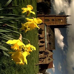 Daffodils with church