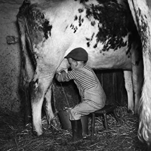 David Knowles, aged 4, youngest farmer on the Greenland Farm in Oulton, near Leeds