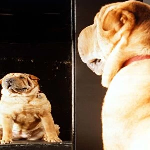 Dog looking in distorted mirror Animal Dogs March 1997 A©Mirrorpix