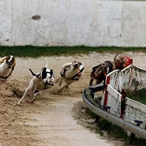Dog Racing Greyhounds running at Ashfield racetrack