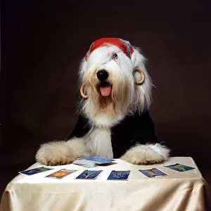 Duke the Dulux Paint Dog Gypsy reading Tarot Cards Wearing Bandana