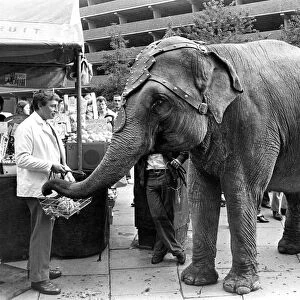 Dum Dum the two ton Indian elephant went shopping for fruit on Newgate Street in