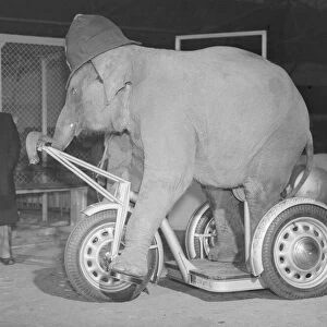 Elephant seen here riding a Gresham Flyer tricycle 18th December 1952