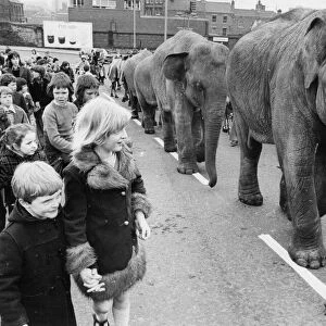 The elephants from Hoffmans Circus parading through street of Gateshead