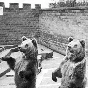 The European Brown Bears at Belle Vue Zoo, Manchester, seen here begging for food