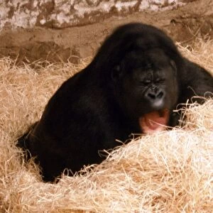 An expectant mother gorilla at Chester Zoo Circa 1980